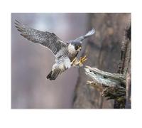 Faucon pèlerin en atterrissage Parfait，Puzzle 1000 Pièces Puzzle pour Adultes Puzzle Coloré 1000 Pièces Adultes, Puzzles Classiques Puzzle en Papier 1000 Pièces（50x70cm）-X8