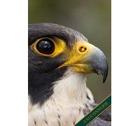 Fauconnerie: faucon pèlerin, falco peregrinus. Format A5, 120 pages, doublé gris discret. Entrées quotidiennes, notes et journal, carnet de notes et ... les amis de la nature et les oiseaux.