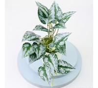 Fauhapyway Bonsaï artificiel en plastique de 22 cm - Imitation de verdure réaliste pour maison, bureau, fête de mariage, décoration de table de bureau (H)