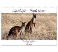 Faune et flore australiennes, Version française (Calendrier mural 2026 DIN A3 portrait), Calendrier CALVENDO mensuel