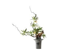 Fausse Arbre bonsaï Fleur Art hôtel Room de Salle de thé Fleuris