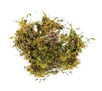 Fausse mousse artificielle pour plantes en pot, mousse verte, décoration d'intérieur, jardin de contes de fées, artisanat, décoration de mariage, tulipes vertes fraîches artificielles jaunes (taille