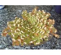 Fausse Rose de Jéricho - Selaginella lepidophylla - plante