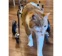 Fauteuil roulant à 4 roues pour chiens paralysés - Chariot pour chiens de petite et moyenne taille - Aide à la mobilité des animaux blessés - Taille L (élargie)