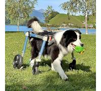 Fauteuil roulant à 4 roues réglable à 2 roues pour chiens handicapés Support complet Genouillère pour blessures à la jambe arrière et avant Aide à la mobilité des chiens paralysés Convient pour 2XL