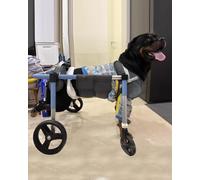 Fauteuil Roulant Chien Réglable 2/4 Roulettes pour Animaux Paralysés - Chariot de Rééducation Aide à la Mobilité pour Petits et Grands Chiens et Chats