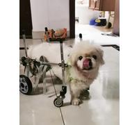 Fauteuil Roulant léger pour Chien - Aide à la mobilité complète pour Animaux handicapés, Chariot de rééducation Facile à Assembler pour Le Soutien des Hanches, idéal pour Les Chiens Handicap