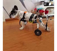 Fauteuil roulant pour animaux de compagnie, fauteuil roulant pour chien à 2 roues, poussette de soutien des pattes arrière amovibles pour animaux de compagnie, adapté à la maison, à l'animalerie (L)