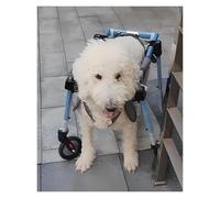 Fauteuil Roulant pour Chien, 2/4 Roues à Support Complet for Chien, Aides à la mobilité réglables for Animaux de Compagnie paralysés for Petits, Grands et Moyens(Medium)