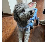 Fauteuil Roulant pour Chien amélioré à 2 Roues pour Chiot, Chariot pour Petit Chien pour Pneu arrière, Aide Les Petits Animaux aux Pattes arrière paralysées à retrouver Leur mobilité (Taille