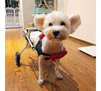 Fauteuil roulant pour chien, chariot de soutien léger pour pattes arrière, protection confortable de la poitrine, fauteuil roulant pour animaux de compagnie, récupération d'exercice pour chi