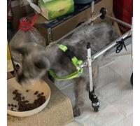 Fauteuil Roulant pour Chien, Petit Chariot pour Chien, pour retrouver sa mobilité, remorque vélo pour Chien handicapé, Quatre Pattes, Chariot pour Beagle/Bouledogue/Corgi (XXS)