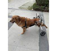 Fauteuil roulant pour chiens de taille moyenne et grande - Support réglable pour la mobilité des pattes arrière, chariot pour chien handicapé pour la marche et la rééducation, idéal pour les chiens