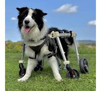 Fauteuil Roulant réglable for Chiens de Petite à Grande Taille, Aide à la mobilité à 2 ou 4 Roues avec Support for Les Pattes arrière, idéal for Les Tailles XS à XXL(M)