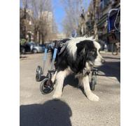 Fauteuil roulant réglable pour animaux de compagnie avec harnais doux, 4 roues d'aide à la mobilité pour chiens, moutons, chèvres, lapins avec pattes arrière handicapées