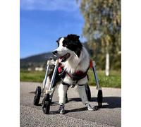 Fauteuil roulant réglable pour animaux de compagnie, support à quatre roues pour une meilleure mobilité et rééducation des chiens blessés ou âgés