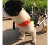Fauteuil Roulant réglable pour Pattes arrières - Aide à la mobilité à Deux Roues pour Chiens de Petite, Moyenne et Grande Taille - Idéal pour la rééducation et Le Soutien