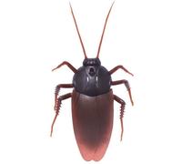 Faux Cafard Télécommandé, Jouet Pour Farces D'insectes, Tours Effrayants, Offre Spéciale, 88 775