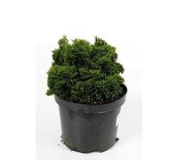 Faux-cyprès de Hinoki Nana Gracilis - Chamaecyparis Obtusa Nana Gracilis 15/25cm - Plante En Pot - Hauteur 1 à 1,5 m - Exposition Soleil ou Mi-ombre Sol
