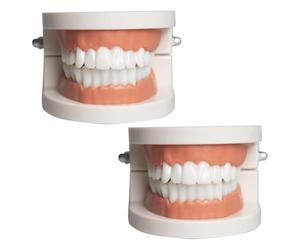 Faux Dentier Modèle,Modèle de Démonstration Dentaire,2 Pcs Modèle Dentaire
