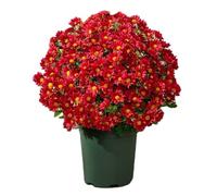 Faux Mums - 10 Fall Artificial Flowers, Décorative Automne Plants For Home Indoor Outdoor Décor, Backyard, Bedroom, Balcony, Window Sill, Vase Arrangement, Party, Mariage & Table Centerpiece