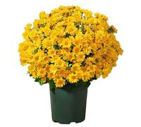 Faux Mums - 10 Fall Artificial Flowers, Décorative Automne Plants For Home Indoor Outdoor Décor, Backyard, Bedroom, Balcony, Window Sill, Vase Arrangement, Party, Mariage & Table Centerpiece