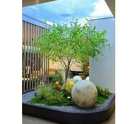 Faux Olive Arbre en Pot en Pot à Cheval Artificiel Bois Ivre Bois dans des Pots Faux Olive Arbre intérieur Arbre Artificiel pour Le Bureau à la Maison Moderne décor de Plancher intérieur h 1,6 m /