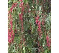 Faux poivrier, poivre rose 15 l 180-200 cm