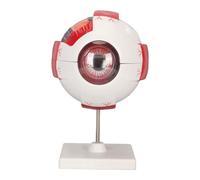 Fdit Modèle d'anatomie des yeux agrandi 6X, 7 pièces détachables pour | Couleurs vives pour identifier les structures, PVC durable pour usage fréquent, conception détaillée avec 7 parties