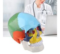 Fdit Modèle de Crâne Humain Adulte Vif avec Carte de Détection de Couleurs pour la Recherche Médicale