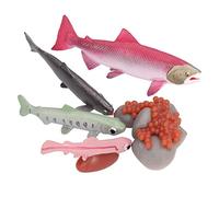 Fdit Modèle de Cycle de Vie du Saumon Vivant, Jouet en Matériau Sûr et Inodore pour Enfants de Plus de 3 Ans, Décoration de Bureau éducative