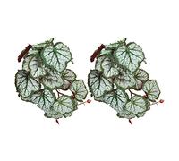 Fdit Plante Artificielle en Plastique avec Ventouse pour Aquarium, Facile à Installer, Texture Douce (Où la Racine Part)