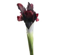 FDOSIJFOS Fleurs artificielles, Lot de 5 Iris artificiels Blancs décoratifs en Soie for décoration Mariage(Red)