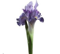 FDOSIJFOS Fleurs artificielles, Lot de 5 Iris artificiels Blancs décoratifs en Soie for décoration Mariage(Purple)