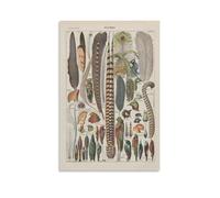 Feathers of Birds of The World Original Old Engraving 1920 Poster sur toile Décoration pour salon Poster fille chambre à coucher Peinture murale moderne pour la maison garçon Décoration de chambre
