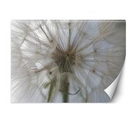 Feeby Papier Peint Intissé Nature Macro Souffleur 450x315 cm beige XXL Moderne Décoration Murale Tableaux Muraux Tapisserie Salon Chambre à coucher Pissenlit Plante