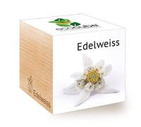 Feel Green Ecocube Edelweiss, Idée Cadeau (100% Ecologique), Grow-Your-Own/Kit Prêt-à-Pousser, Plantes Dans Des Cubes En Bois 7.5cm, Produit En Autriche