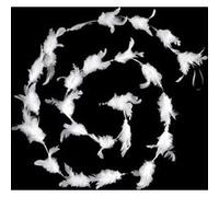 Fééric Lights and Christmas - Guirlande de Noël Plumes Héritage 200cm Blanc Blanc G