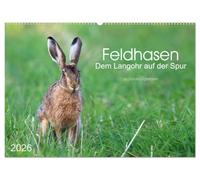 Feldhasen - dem Langohr auf der Spur (Wandkalender 2026 DIN A2 quer), CALVENDO Monatskalender: Eindrücke aus dem Leben eines immer seltener werdenden Säugetiers