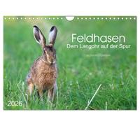 Feldhasen - dem Langohr auf der Spur (Wandkalender 2026 DIN A4 quer), CALVENDO Monatskalender: Eindrücke aus dem Leben eines immer seltener werdenden Säugetiers