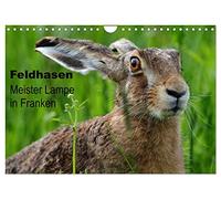 Feldhasen - Meister Lampe in Franken (Wandkalender 2026 DIN A4 quer), CALVENDO Monatskalender: Feldhasen in ihrem natürlichen Lebensraum auf 12 Seiten + Cover