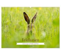 Feldhasen unterwegs in Wald und Flur (Wandkalender 2026 DIN A2 quer), CALVENDO Monatskalender: Zauberhafte Momente in der Natur mit Meister Lampe.