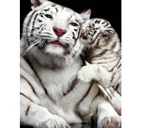 Félins - Mini Poster - Le baiser du tigre