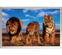 Félins - Poster - Three Big Cats + cadre amovible, Shinsuke® Maxi aluminium argenté, vitre acrylique