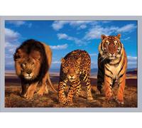 Félins - Poster - Three Big Cats + cadre amovible, Shinsuke® Maxi MDF argenté, vitre acrylique