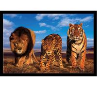 Félins - Poster - Three Big Cats + cadre amovible, Shinsuke® Maxi MDF noir, vitre acrylique