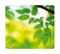 FEUILLES