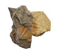 FELTECHELECTR 2 pièces Fossiles de Trilobite Queue Lot de Modèles de Simulation Décorations Educatives Garçon Fille Collection Archéologie