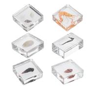 FELTECHELECTR 6 pièces Collection de Coquillages Marins Résine pour Enseignement Pédagogique Spécimens Authentiques Préservés Kit Éducation Océanique pour Élèves de Primaire