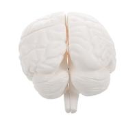 FELTECHELECTR Modèle Anatomique Cerveau Détachable Parties Blanc Outil Éducatif Précis pour Étude Anatomie Humaine et Physiologie Adapté Écoles et Cabinets